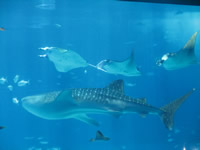 Whale Sharks